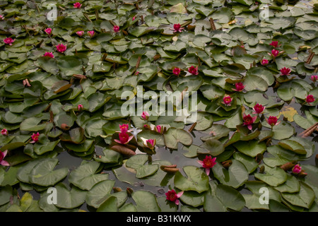 Lilien im Teich an der Burnby Hall Gardens, Pocklington, Yorkshire Wolds, UK Stockfoto