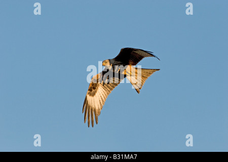 Milvus Milvus roten Drachen im Flug auf der Gigrin Farm in mid Wales Stockfoto