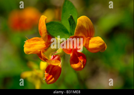 Alpine Birdsfoot Tefoil - Lotus Alpinus - Wilde Wiese Blume - Grindelwald Schweiz Stockfoto