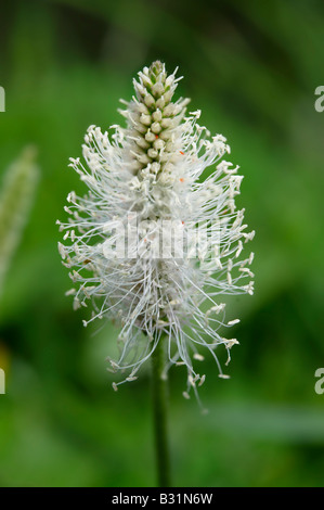 Wilde Almwiese Blume - Grindelwald-Schweiz Stockfoto