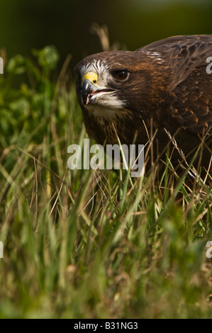 Swainson der Falke (Buteo Swainsoni) Stockfoto