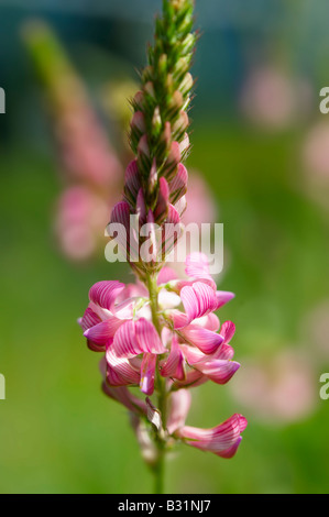 Wilde Almwiese Blume - Grindelwald-Schweiz Stockfoto