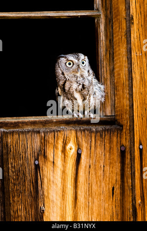 OstKreischeule Megascops asio Stockfotografie Alamy