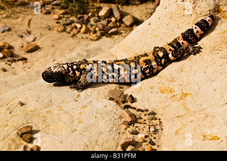 Gila Monster (Heloderma Suspectum) eine der zwei Arten von giftigen Echsen Stockfoto