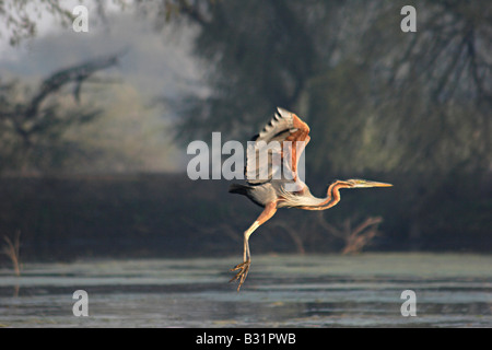 Der Purpurreiher (Ardea Purpurea) ist ein waten Vogel in der Heron-Familie Ardeidae, während des Fluges in Bharatpur, Indien Stockfoto