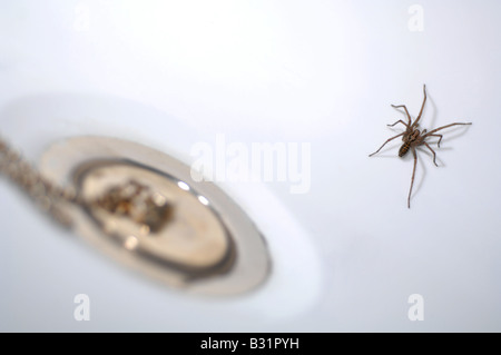 Spinne in der Badewanne, "Haus Spinne" von Stecker in Bad Stockfoto