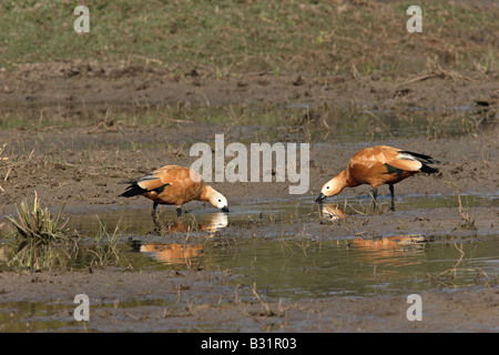 Ruddy Brandgans, Tadorna Ferruginea, Ente in Bharatpur Stockfoto