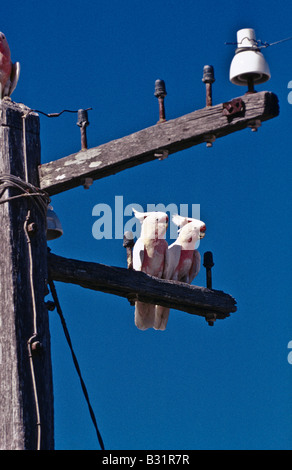 [Rosa "großen Mitchell"] Kakadu Australien Stockfoto