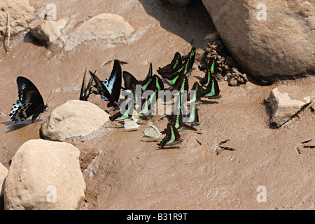 Gemeinsamen Jay (Graphium Doson) schwarz, tropischen Papilionidae Schwalbenschwanz Schmetterling blass blau halbtransparent Mitteltrakt Bänder Stockfoto