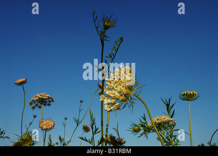 Queen Anne es Lace Stockfoto