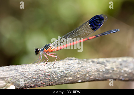 Die Damselfly (Unterordnung Zygoptera) ist ein Insekt in die Ordnung Odonata. Stockfoto