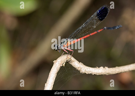 Die Damselfly (Unterordnung Zygoptera) ist ein Insekt in die Ordnung Odonata Stockfoto