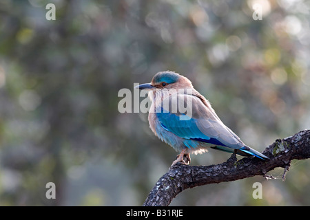 Die Indian Roller (Coracias Feige) The Indian Roller (Coracias Feige), war früher der Blue Jay genannt. Stockfoto