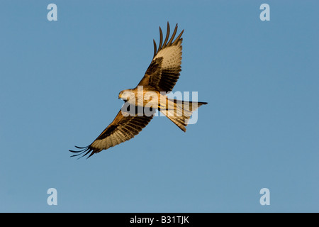 Milvus Milvus roten Drachen im Flug auf der Gigrin Farm in mid Wales Stockfoto