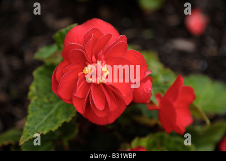 Non Stop Lachs Tuberöse Begonia Blumen in Prescott Park befindet sich in Portsmouth New Hampshire USA während der Sommermonate Stockfoto