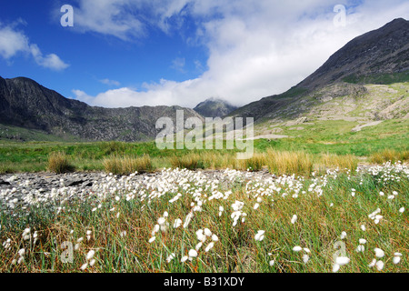 Ein Feld von Moor Baumwolle Eriophorium Vaginatum im Wind an den unteren Hängen des Mount Snowdon in Nord-Wales Stockfoto