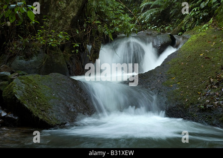 frisches Wasser des Cikaniki-Flusses in Indonesisch National Park, Fluss und Bach mit Felsbrocken in der Mount Halimun National Par Stockfoto