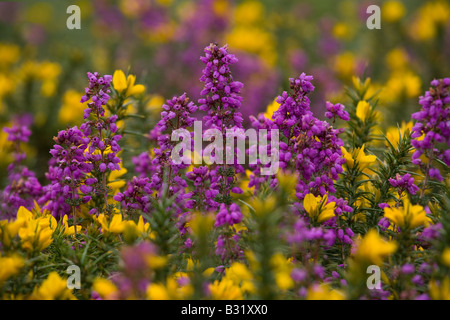 Bell Heidekraut und Ginster Kelling Heath Norfolk UK August Stockfoto