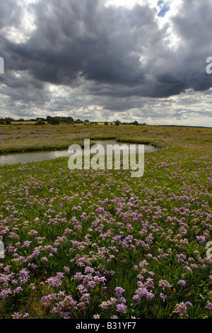 Strandflieder Limonium Vulgare Toynbee Sümpfe Norfolk UK August Stockfoto