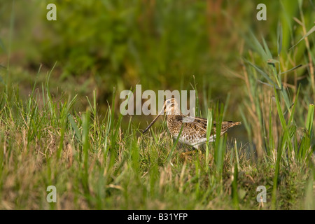 Gemeinsamen Snipe Capella gallinago Stockfoto