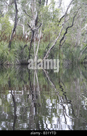 Spiegelungen im Wasser am Cooloola Nationalpark in Queensland, Australien Stockfoto