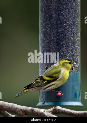 Erlenzeisig Fütterung auf Niger Samen Bird Feeder - Zuchtjahr spinus Stockfoto