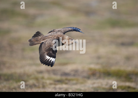 Great Skua (Stercorarius Skua), Erwachsene im Flug über Zucht Gebiet Stockfoto