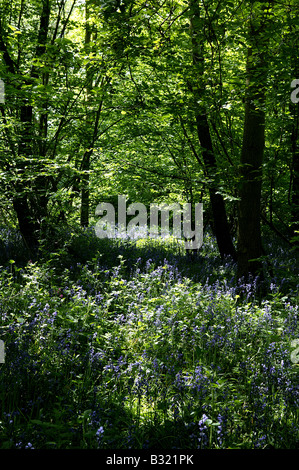 Wald im Mai Frühsommer mit Fülle von Bluebelles oder Glockenblumen wachsen auf dem Waldboden in ein Hochformat Stockfoto