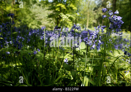 Wald im Mai Frühsommer mit Fülle von Bluebelles oder Glockenblumen wachsen auf dem Waldboden in ein Hochformat mit s Stockfoto