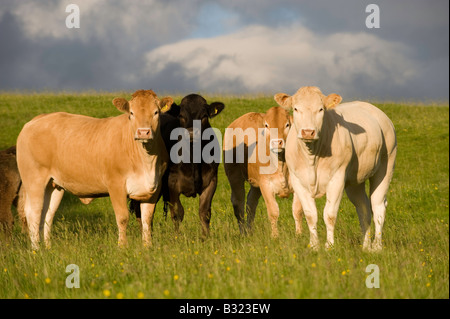 Herde von Blondine gekreuzt Rindfleisch Färsen in Weide Ravenstonedale Cumbria Stockfoto