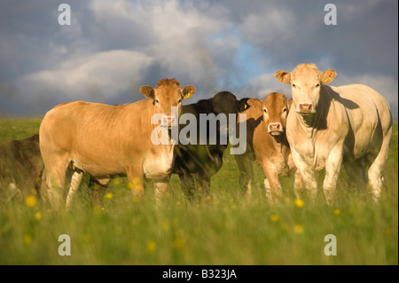 Herde von Blondine gekreuzt Rindfleisch Färsen in Weide Ravenstonedale Cumbria Stockfoto