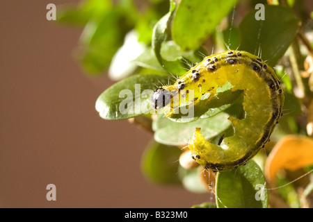 Feld Baum Pyralid Moth (Glyphodes Perspectalis), verlässt die Raupe Essen Buchsbaum (Buxus Sempervirens) Stockfoto