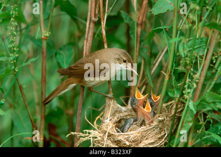 Reed Warbler (Acrocephalus Scirpaceus) am Nest mit Küken Stockfoto