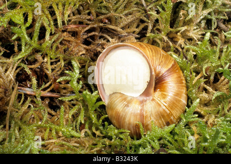 Roman Snail, Schnecken Schnecke, essbare Schnecke (Helix Pomatia) im Winter, Winterschlaf Stockfoto