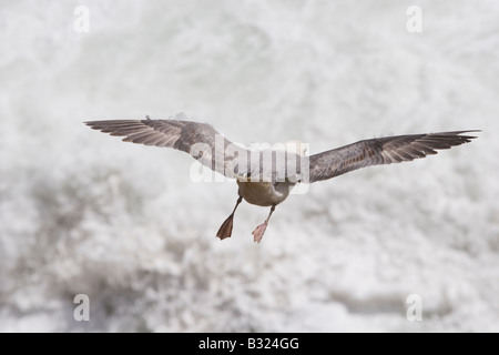 Fulmaris Cyclopoida Fulmar fliegen nach unten in Richtung Seegang Stockfoto