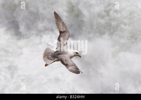 Fulmaris Cyclopoida Fulmar im Flug über raue See Stockfoto