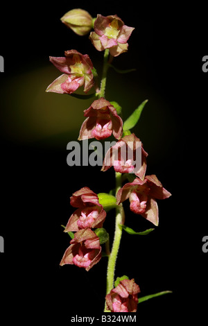 Breitblättrigen Helleborine, Epipactis Helleborine, UK. Stockfoto