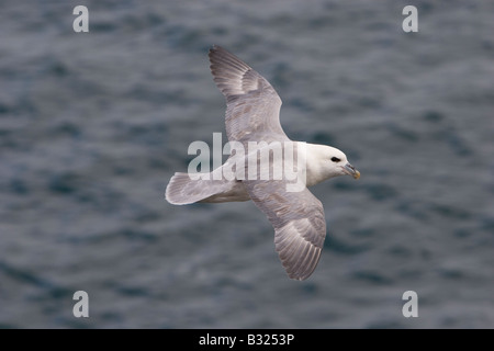 Fulmaris Cyclopoida im Flug Stockfoto