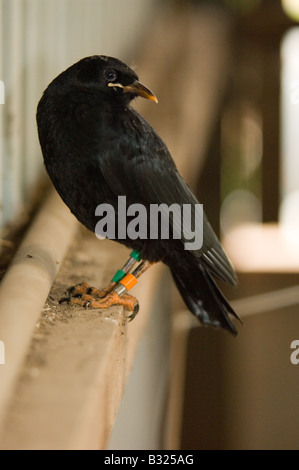 Farbe beringt flügge Alpenkrähe, Pyrrhocorax Pyrrhocorax in der Scheune und Nest Website auf Isle Of Man Stockfoto