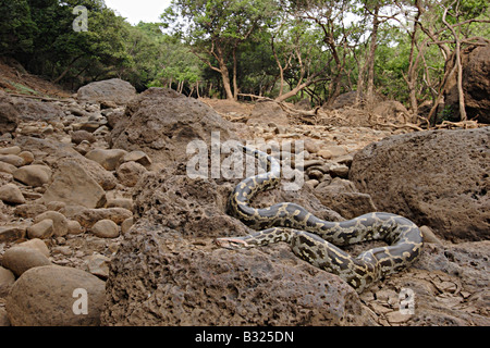 INDISCHER ROCK PYTHON. Python aus aus, nicht giftig. selten. "Ajgar" in Hindi genannt. Stockfoto