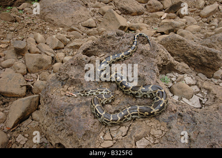 INDISCHER ROCK PYTHON. Python aus aus, nicht giftig. selten. "Ajgar" in Hindi genannt. Stockfoto