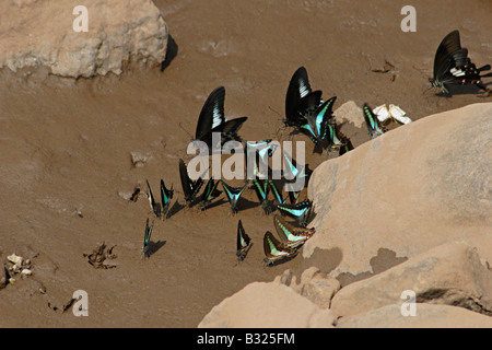 Gemeinsamen Jay (Graphium Doson) schwarz, tropischen Papilionidae Schwalbenschwanz Schmetterling blass blau halbtransparent Mitteltrakt Bänder Stockfoto