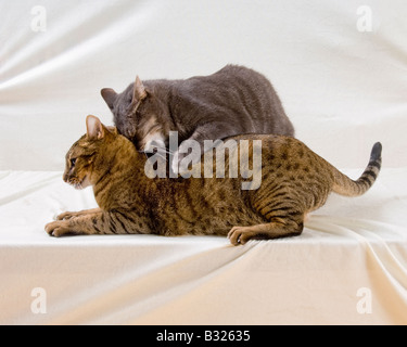 2 Katzen kämpfen / spielen Stockfoto