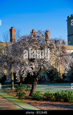 Frühling Kirschbaum an Jesus College Kreuzgänge University of Cambridge City Cambridgeshire England Großbritannien UK Stockfoto