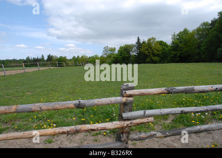 Kuhweide auf kleinen Bauernhof eingezäunt Stockfoto