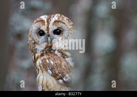 Waldkauz (Strix Aluco), Porträt von Erwachsenen Stockfoto