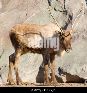 junge Rentiere stehen in der Sonne Stockfoto