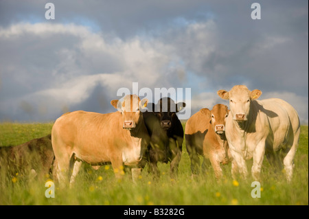 Herde von Blondine gekreuzt Rindfleisch Färsen in Weide Ravenstonedale Cumbria Stockfoto