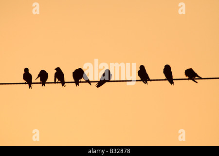 Purpurrotes Martins bei Sonnenuntergang auf Dienstprogramm Draht Stockfoto