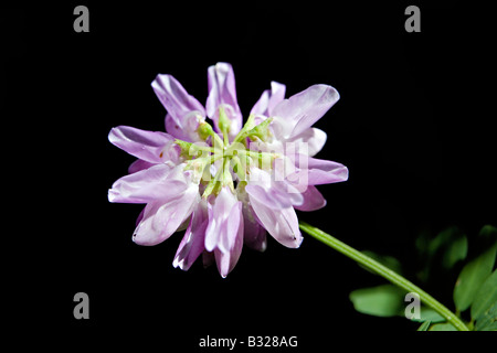 Nahaufnahme von Alpine Krone Wicke Coronilla Varia Blume Stockfoto